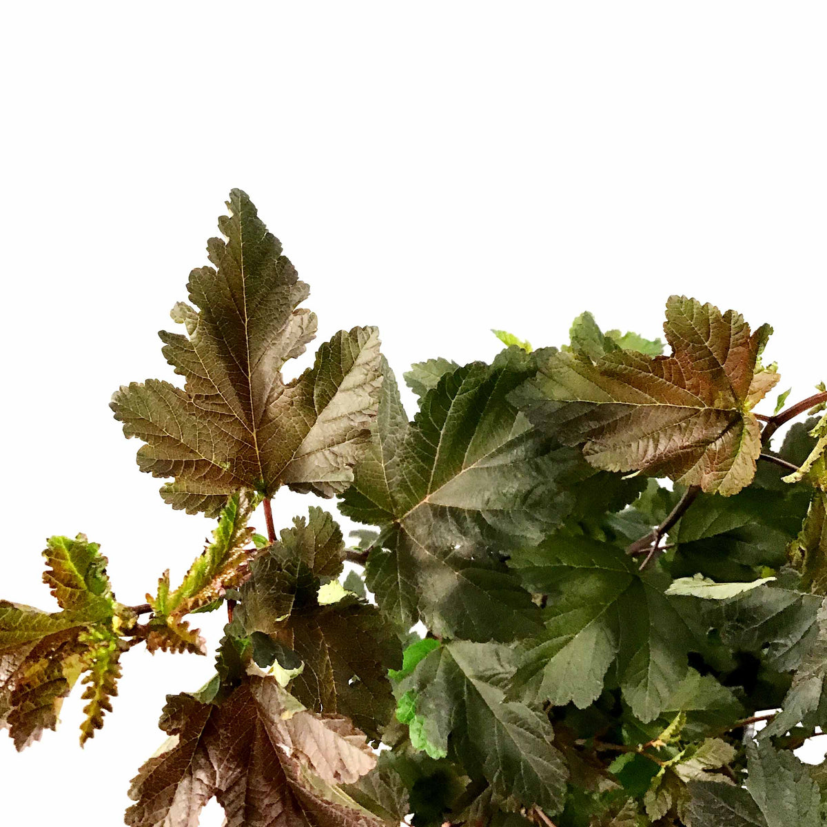 Ninebark, 2 gal, Diabolo® - Floral Acres Greenhouse & Garden Centre