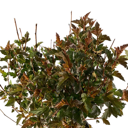 Ninebark, 2 gal, Satin Chocolate - Floral Acres Greenhouse & Garden Centre