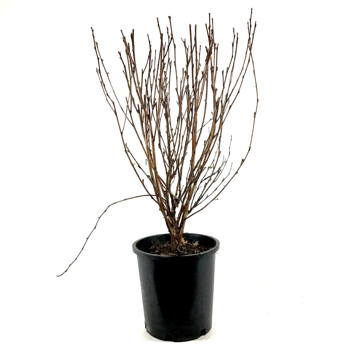 Ninebark, 2 gal, Satin Chocolate - Floral Acres Greenhouse & Garden Centre