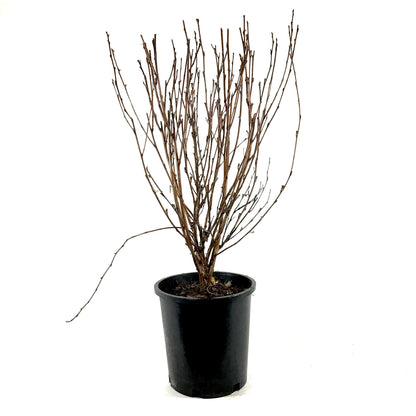 Ninebark, 2 gal, Satin Chocolate - Floral Acres Greenhouse & Garden Centre