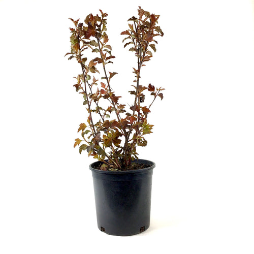 Ninebark, 2 gal, Center Glow - Floral Acres Greenhouse & Garden Centre