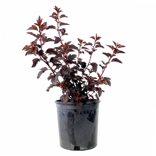 Ninebark, 2 gal, Royal Jubilee™ - Floral Acres Greenhouse & Garden Centre