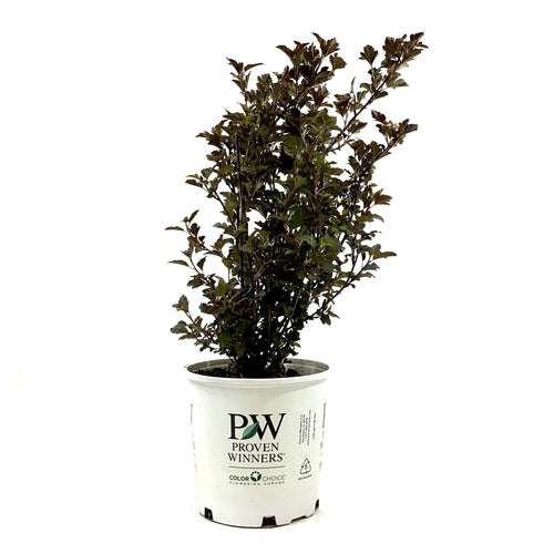 Ninebark, 2 gal, Summer Wine® - Floral Acres Greenhouse & Garden Centre