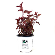 Ninebark, 8in, Ginger Wine® - Floral Acres Greenhouse & Garden Centre