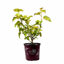 Load image into Gallery viewer, Ninebark, 8in, Amber Jubilee® - Floral Acres Greenhouse &amp; Garden Centre
