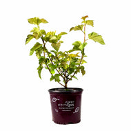 Ninebark, 8in, Amber Jubilee® - Floral Acres Greenhouse & Garden Centre