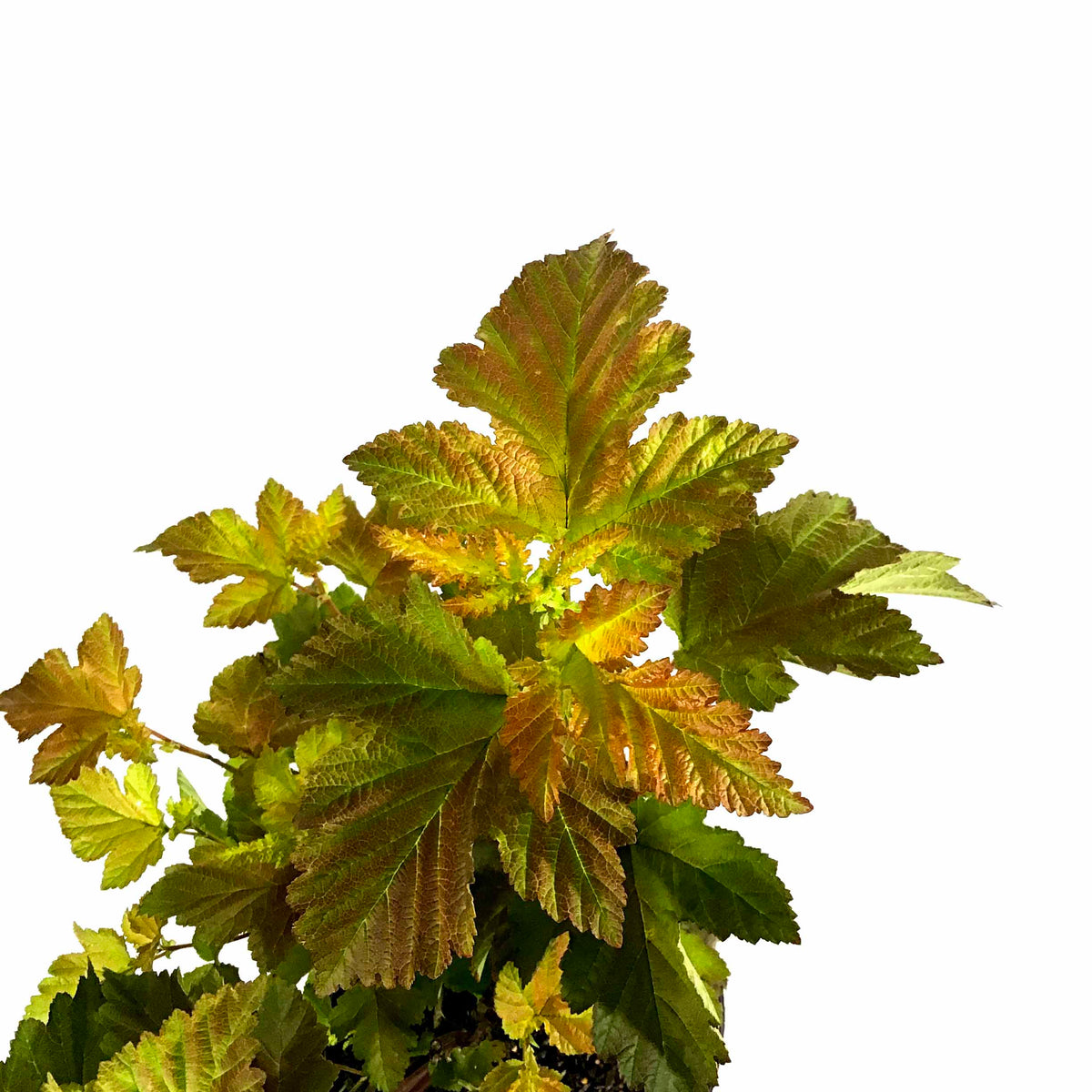 Ninebark, 8in, Amber Jubilee® - Floral Acres Greenhouse & Garden Centre