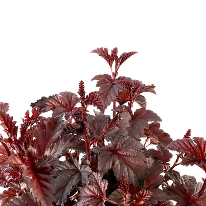Ninebark, 2 gal, Panther® - Floral Acres Greenhouse & Garden Centre