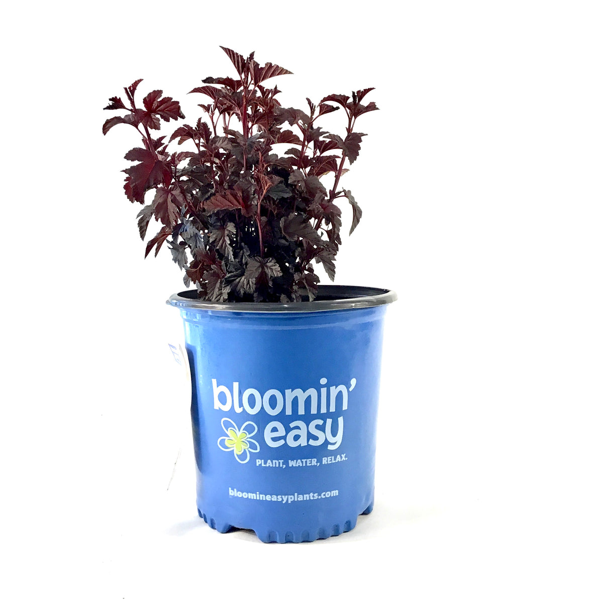 Ninebark, 2 gal, Panther® - Floral Acres Greenhouse & Garden Centre