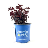 Ninebark, 2 gal, Panther® - Floral Acres Greenhouse & Garden Centre