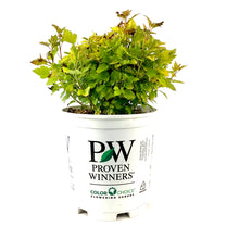 Load image into Gallery viewer, Ninebark, 2 gal, Tiny Wine® Gold - Floral Acres Greenhouse &amp; Garden Centre
