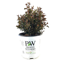 Load image into Gallery viewer, Ninebark, 2 gal, Tiny Wine® - Floral Acres Greenhouse &amp; Garden Centre
