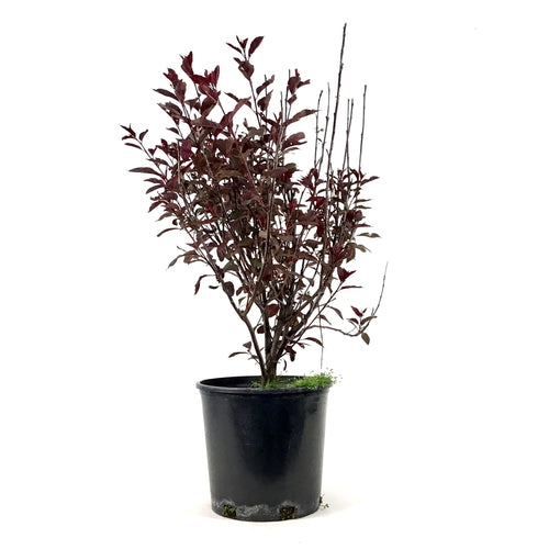 Sand Cherry, 2 gal, Purple Leaf - Floral Acres Greenhouse & Garden Centre