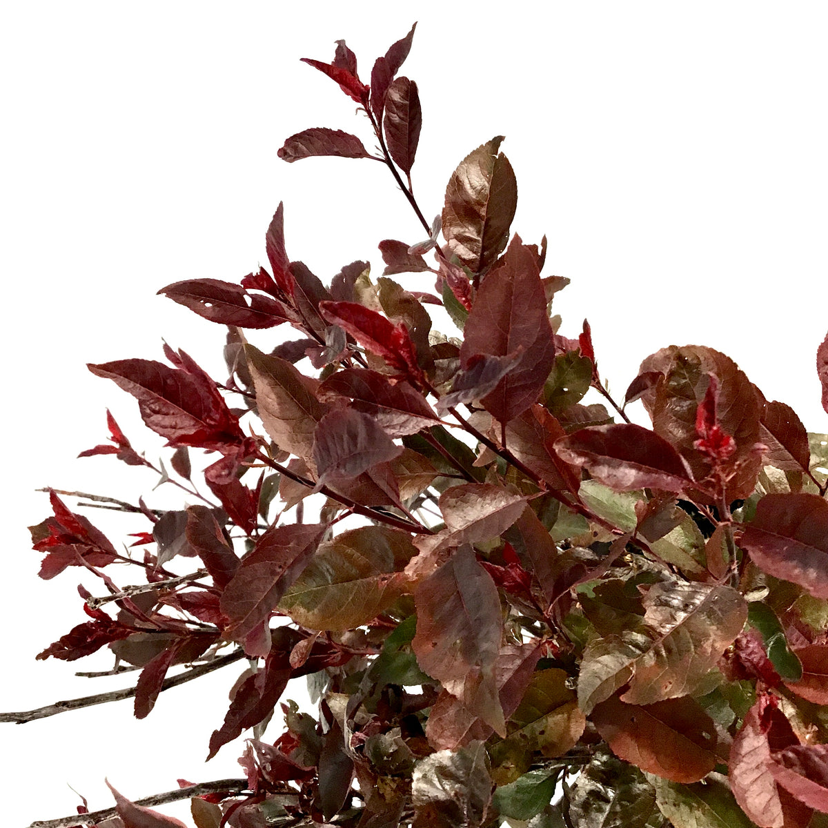 Sand Cherry, 2 gal, Purple Leaf - Floral Acres Greenhouse & Garden Centre