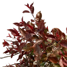 Load image into Gallery viewer, Sand Cherry, 2 gal, Purple Leaf - Floral Acres Greenhouse &amp; Garden Centre
