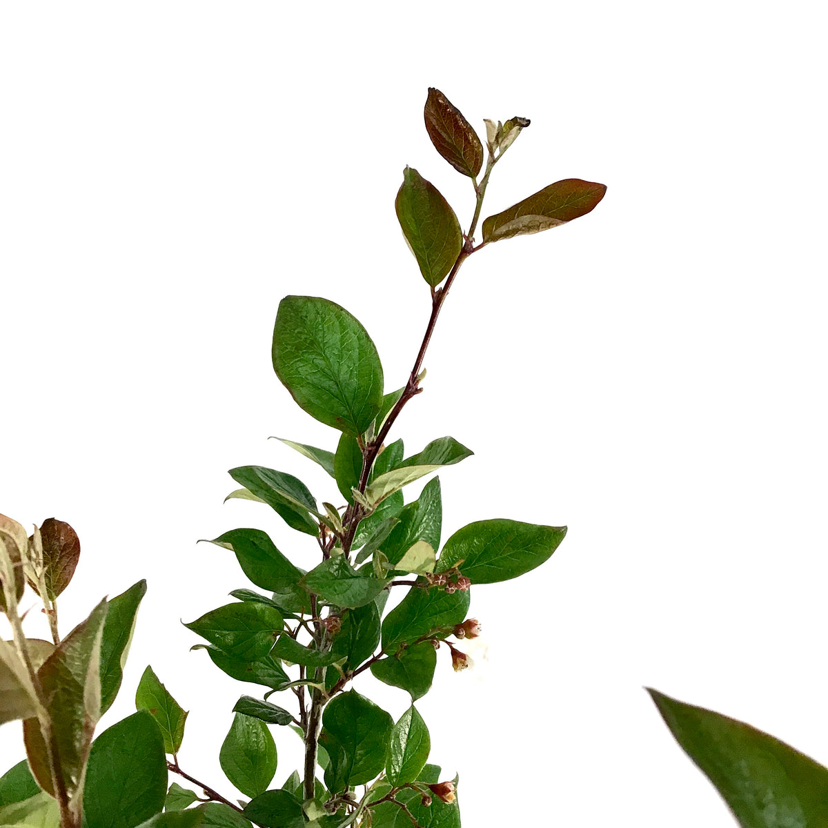 Cotoneaster, 2 gal, Hedge/Peking - Floral Acres Greenhouse & Garden Centre