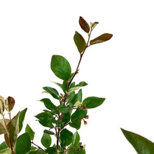 Load image into Gallery viewer, Cotoneaster, 2 gal, Hedge/Peking - Floral Acres Greenhouse &amp; Garden Centre
