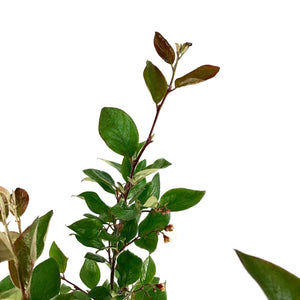 Cotoneaster, 2 gal, Hedge/Peking - Floral Acres Greenhouse & Garden Centre