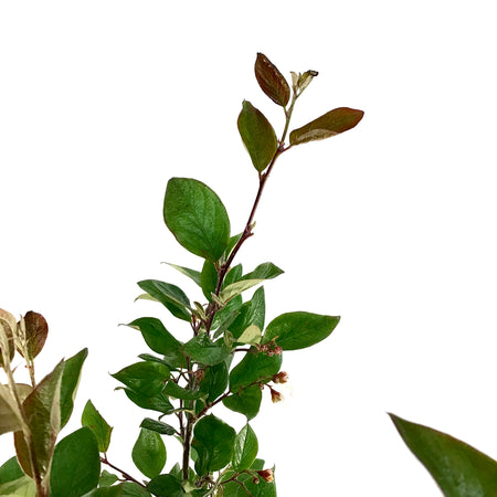 Cotoneaster, 2 gal, Hedge/Peking - Floral Acres Greenhouse & Garden Centre