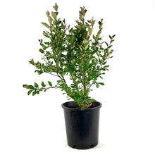 Load image into Gallery viewer, Cotoneaster, 2 gal, Hedge/Peking - Floral Acres Greenhouse &amp; Garden Centre
