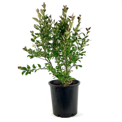 Cotoneaster, 2 gal, Hedge/Peking - Floral Acres Greenhouse & Garden Centre