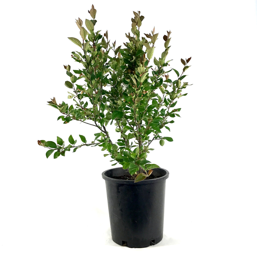 Cotoneaster, 2 gal, Hedge/Peking - Floral Acres Greenhouse & Garden Centre