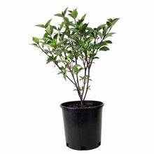 Load image into Gallery viewer, Dogwood, 2 gal, Kesselring - Floral Acres Greenhouse &amp; Garden Centre
