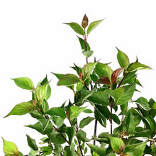 Load image into Gallery viewer, Dogwood, 2 gal, Kesselring - Floral Acres Greenhouse &amp; Garden Centre
