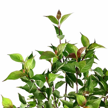Dogwood, 2 gal, Kesselring - Floral Acres Greenhouse & Garden Centre