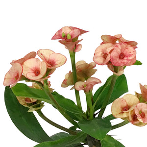 Euphorbia, 4in, Milii Crown of Thorns, Assorted