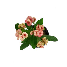 Load image into Gallery viewer, Euphorbia, 4in, Milii Crown of Thorns, Assorted
