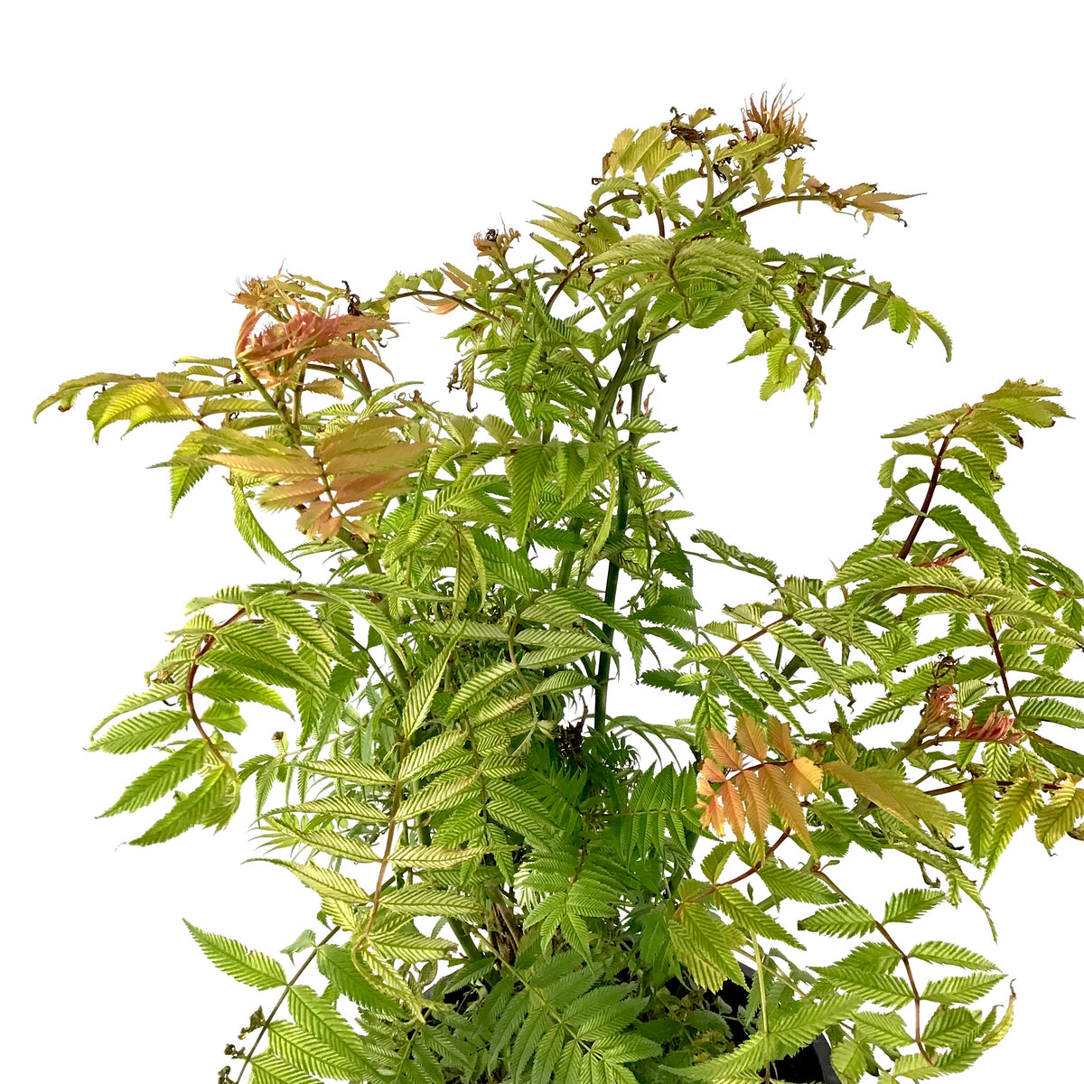 Spirea, 2 gal, Sem False Spirea - Floral Acres Greenhouse & Garden Centre