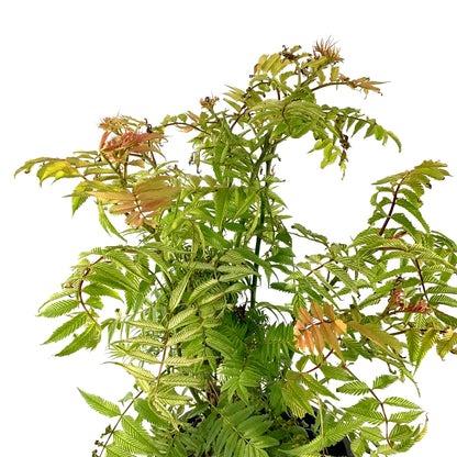 Spirea, 2 gal, Sem False Spirea - Floral Acres Greenhouse & Garden Centre