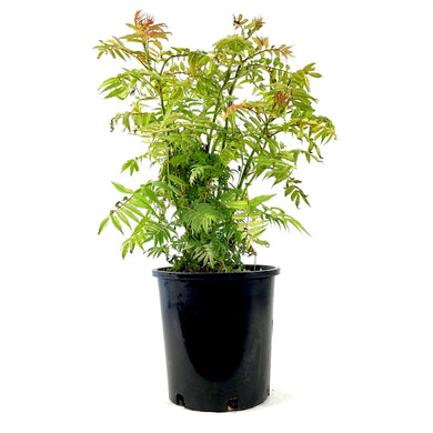 Spirea, 2 gal, Sem False Spirea - Floral Acres Greenhouse & Garden Centre
