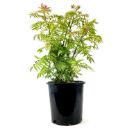 Spirea, 2 gal, Sem False Spirea - Floral Acres Greenhouse & Garden Centre