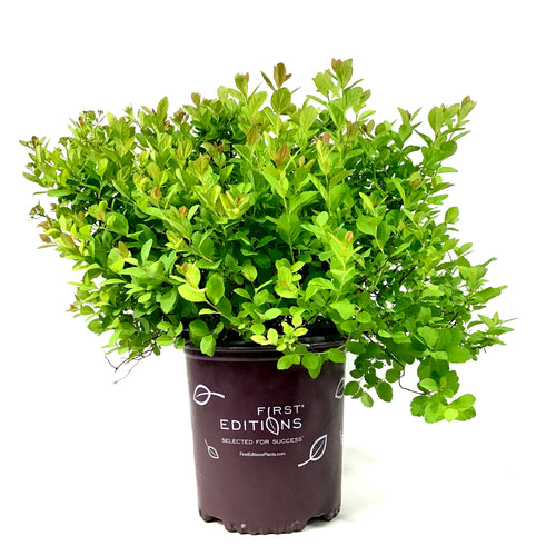 Spirea, 2 gal, Pink Sparkler™ Birchleaf - Floral Acres Greenhouse & Garden Centre