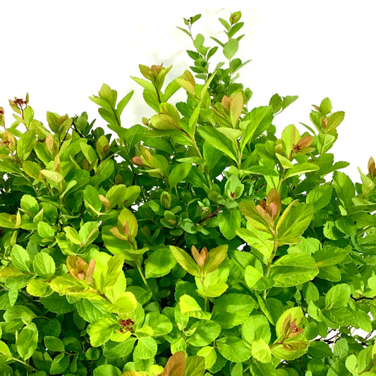 Spirea, 2 gal, Pink Sparkler™ Birchleaf - Floral Acres Greenhouse & Garden Centre