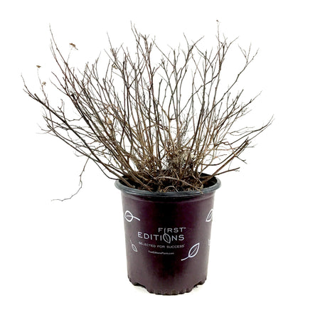 Spirea, 2 gal, Pink Sparkler™ Birchleaf - Floral Acres Greenhouse & Garden Centre