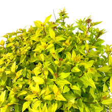 Load image into Gallery viewer, Spirea, 2 gal, Goldmound - Floral Acres Greenhouse &amp; Garden Centre
