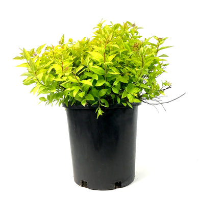 Spirea, 2 gal, Goldmound - Floral Acres Greenhouse & Garden Centre