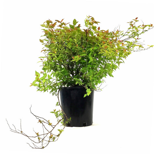 Spirea, 2 gal, Goldflame - Floral Acres Greenhouse & Garden Centre