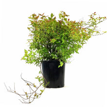 Load image into Gallery viewer, Spirea, 2 gal, Goldflame - Floral Acres Greenhouse &amp; Garden Centre
