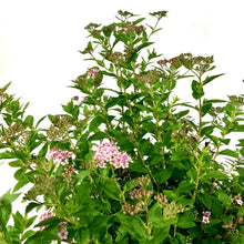 Load image into Gallery viewer, Spirea, 2 gal, Little Princess - Floral Acres Greenhouse &amp; Garden Centre
