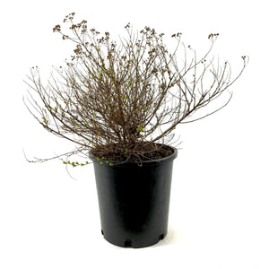 Spirea, 2 gal, Little Princess - Floral Acres Greenhouse & Garden Centre