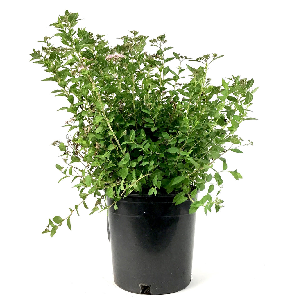 Spirea, 2 gal, Little Princess - Floral Acres Greenhouse & Garden Centre