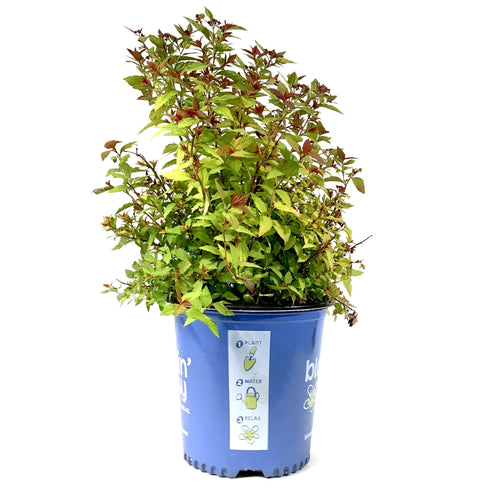 Spirea, 2 gal, Rainbow Fizz™ - Floral Acres Greenhouse & Garden Centre