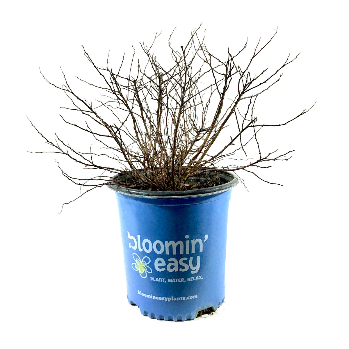 Spirea, 2 gal, Rainbow Fizz™ - Floral Acres Greenhouse & Garden Centre