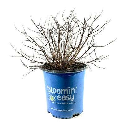 Spirea, 2 gal, Rainbow Fizz™ - Floral Acres Greenhouse & Garden Centre