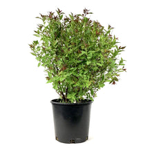 Load image into Gallery viewer, Spirea, 2 gal, Neon Flash - Floral Acres Greenhouse &amp; Garden Centre

