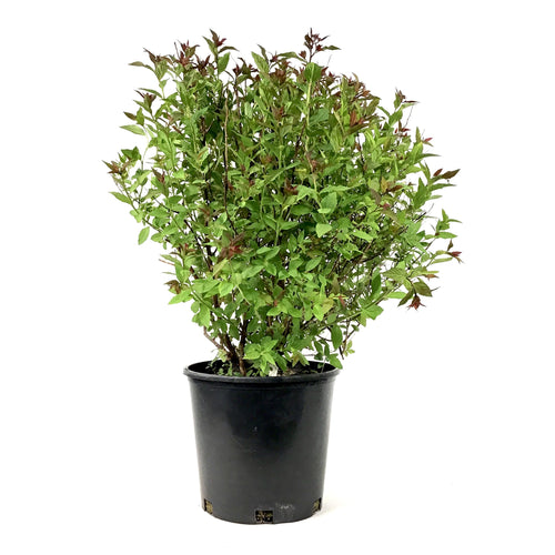 Spirea, 2 gal, Neon Flash - Floral Acres Greenhouse & Garden Centre